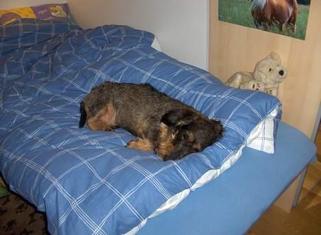 Gravhund Goliath  billede 18