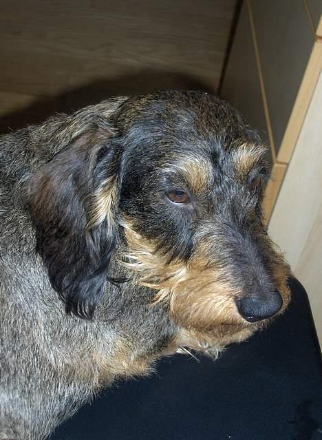 Gravhund Goliath  billede 19