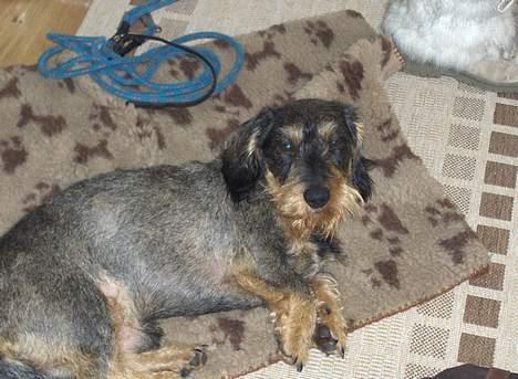 Gravhund Goliath  billede 20