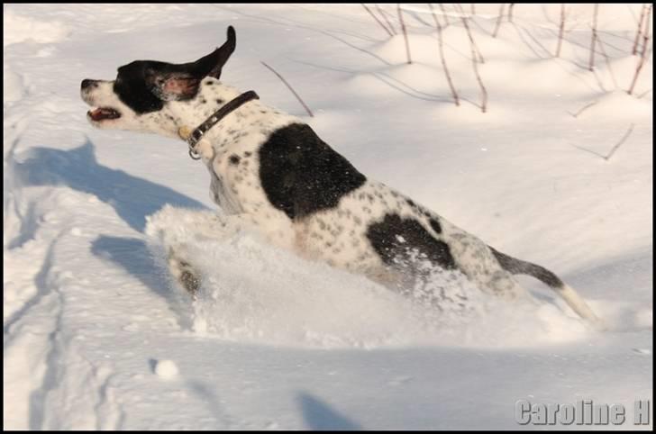 Pointer Emil - Oppdatert: feb09 billede 15