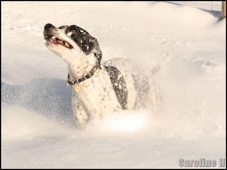 Pointer Emil - Oppdatert: feb09 billede 17