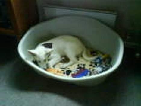 Hvid schæfer Aron billede 5