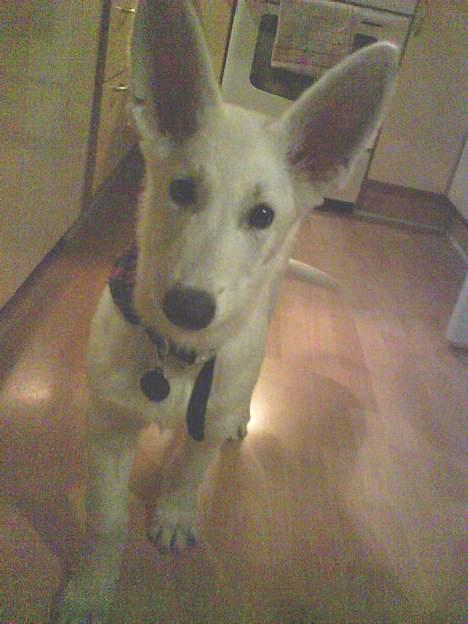 Hvid schæfer Aron billede 6