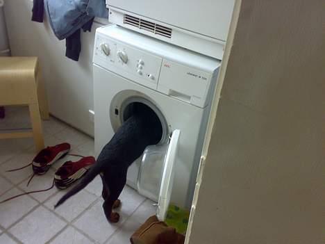 Rottweiler Buller - Hvad er det her for noget? billede 13