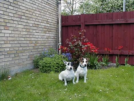 Jack russell terrier Mick R.I.P. 12. juni 2007 - Mick og Sakie i haven en sommerdag billede 19