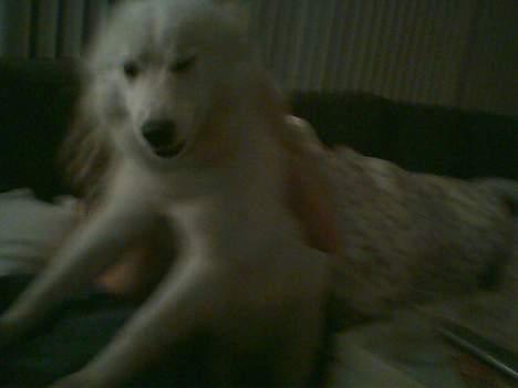 Samojedhund Åse - Åse <3 billede 7