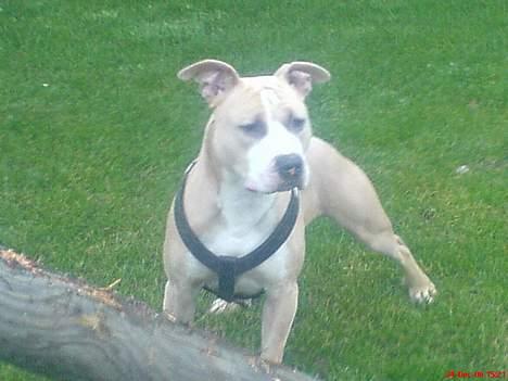 Amerikansk staffordshire terrier Silver - Silver billede 1