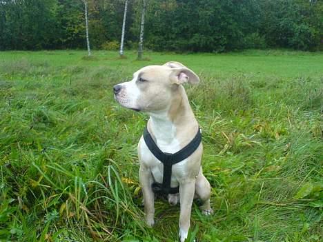 Amerikansk staffordshire terrier Silver billede 2