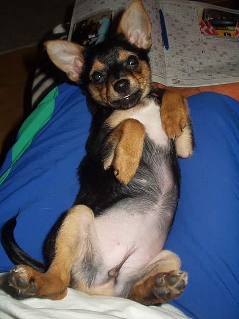 Chihuahua Malou - Her ligger jeg godt billede 1