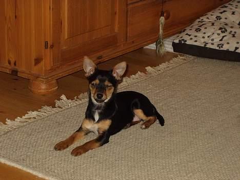 Chihuahua Malou - Åh mor, er du snart færdig jeg er træt ... billede 2