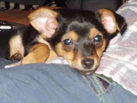 Chihuahua Malou - Tid til endnu lidt hygge .. billede 3