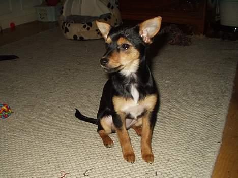 Chihuahua Malou - Tja, hvad er der at sige .. sød og dejlig .. billede 4