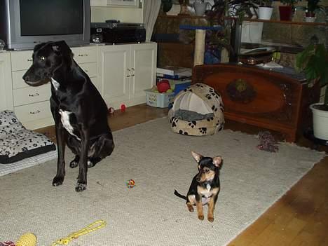 Chihuahua Malou - Tilde og Malou ... Tilde hader at blive fotograferet... billede 5