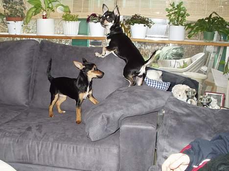 Chihuahua Malou - Malou og Trold .. det er min kæreste og vi er næsten lige gamle .. billede 6