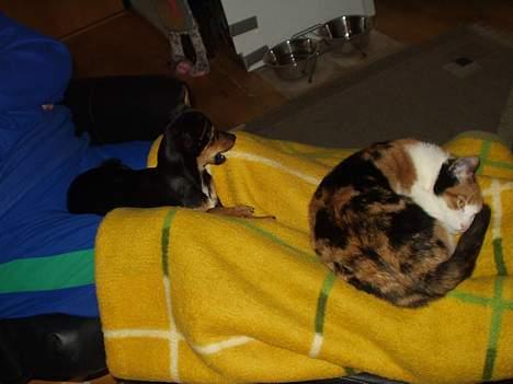 Chihuahua Malou - Ja ja, der er plads til os begge på mors ben .. billede 7