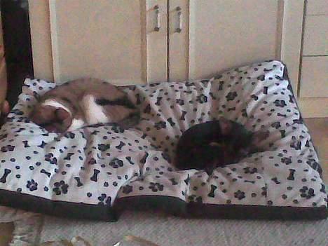 Chihuahua Malou - Her ligger vi godt og sover ... Det er Tildes pude, men hvad gør det, så må hun da bare finde sig et andet sted at ligge .. billede 8