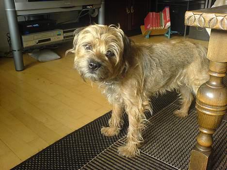 Border terrier Sofus - heej:) billede 1