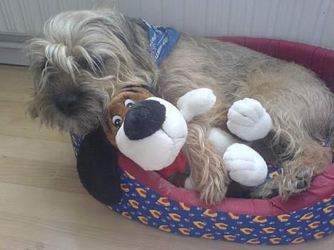 Border terrier Sofus billede 2