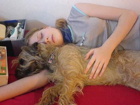 Border terrier Sofus billede 3