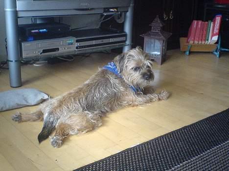 Border terrier Sofus billede 4