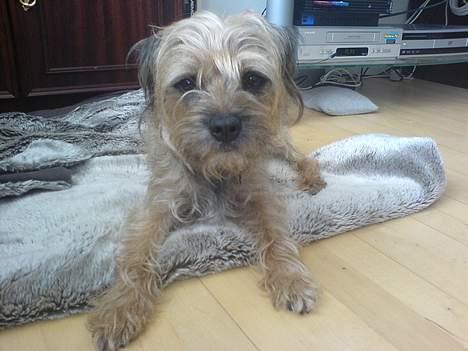 Border terrier Sofus billede 5