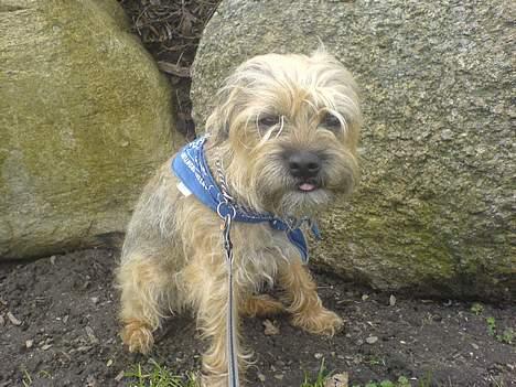 Border terrier Sofus billede 6