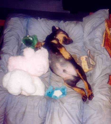 Dobermann Zeus - Her er lille mig, helt hvid mave... uhh hvor jeg putter billede 15