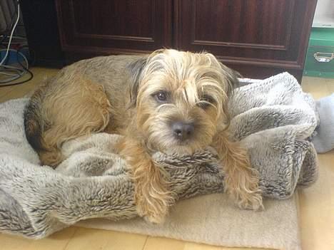 Border terrier Sofus billede 7