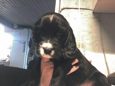 Cocker spaniel Coco billede 1