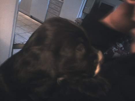 Cocker spaniel Coco billede 2