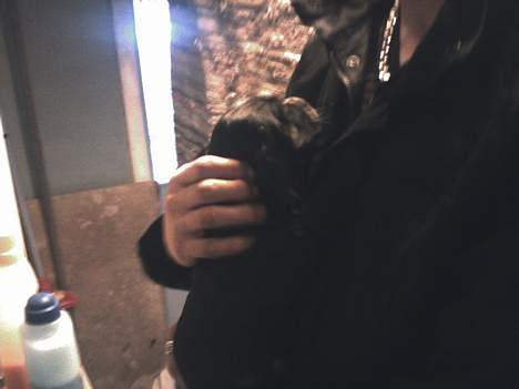 Cocker spaniel Coco billede 4