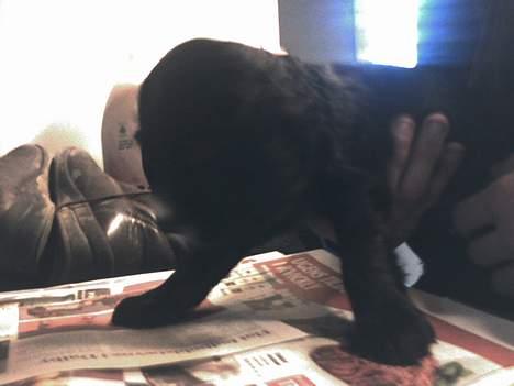 Cocker spaniel Coco billede 5