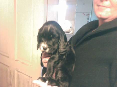 Cocker spaniel Coco billede 6