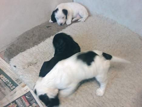 Cocker spaniel Coco billede 7