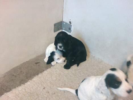 Cocker spaniel Coco billede 8