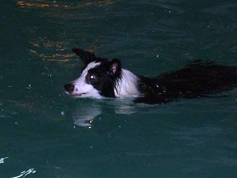 Border collie Mulan - Mulan ude og svømme.. hun synes det er fantastisk! billede 10