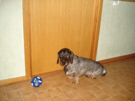 Gravhund Callehan billede 8