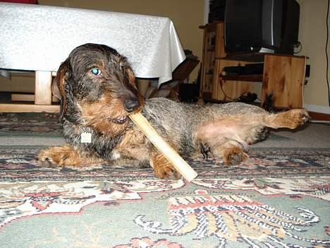 Gravhund Callehan - Mums, det er mit ben. billede 9