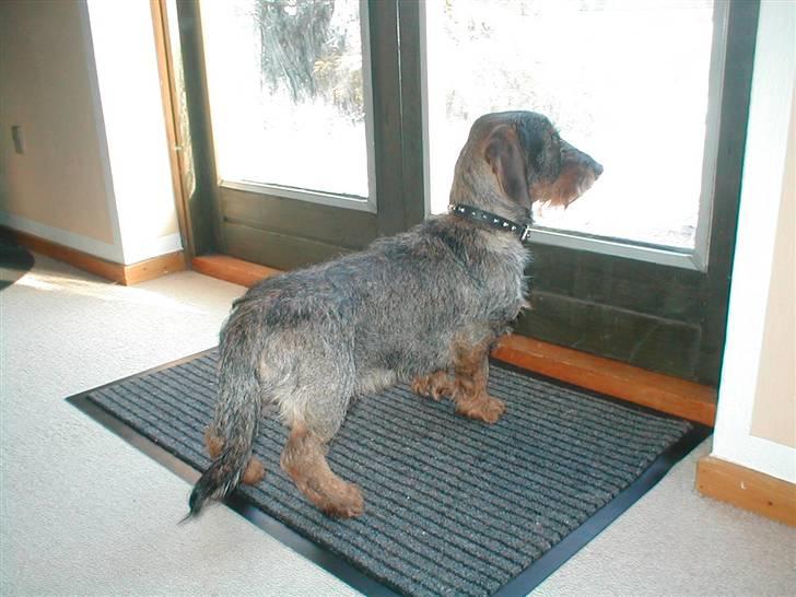 Gravhund Callehan - Flotte fyr billede 10