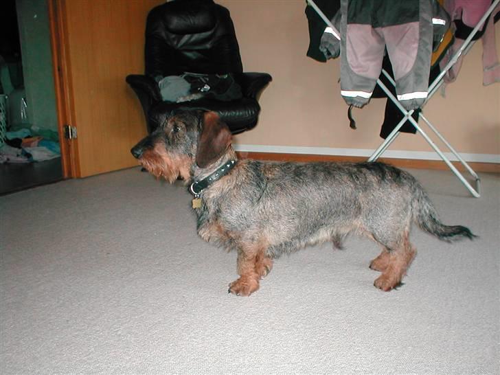 Gravhund Callehan billede 11