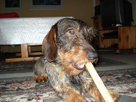 Gravhund Callehan billede 12