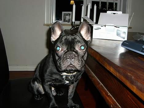 Fransk bulldog raiko billede 1