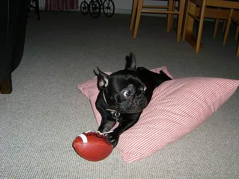 Fransk bulldog raiko billede 2