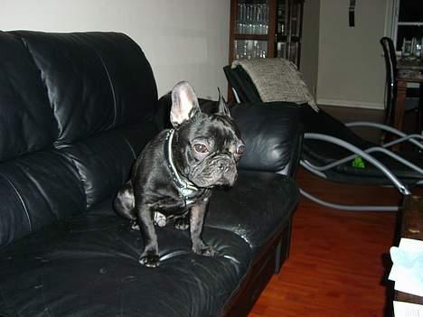 Fransk bulldog raiko billede 3