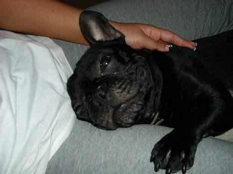 Fransk bulldog raiko billede 4