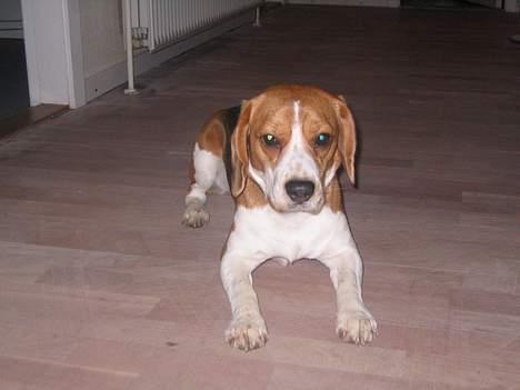 Beagle Tinka billede 1