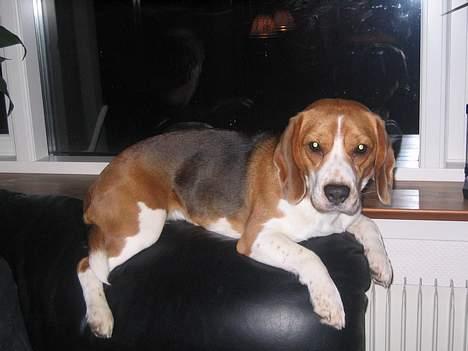 Beagle Tinka - Nogen gange tror jeg jeg er en kat billede 2