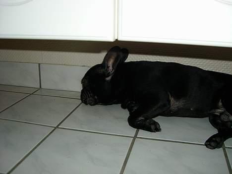 Fransk bulldog raiko billede 5