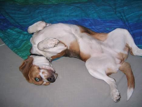 Beagle Tinka - Kom og klø mig på maven billede 4