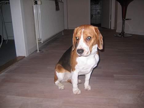 Beagle Tinka - Tag nu det billede billede 5